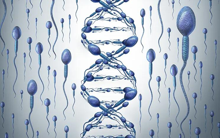 二代试管对精子的要求是怎样的？精子碎片率23二代试管成功率高吗