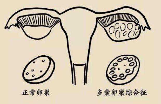 上海供卵试管群 上海试管婴儿医院推荐: ‘营口伊人26周四维看男女准么’