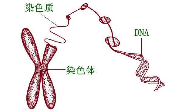 菏泽试管包成功 菏泽中医院生殖科的医生做试管婴儿做得好吗？ ‘孕妇四维怎么看男女小窍诀’