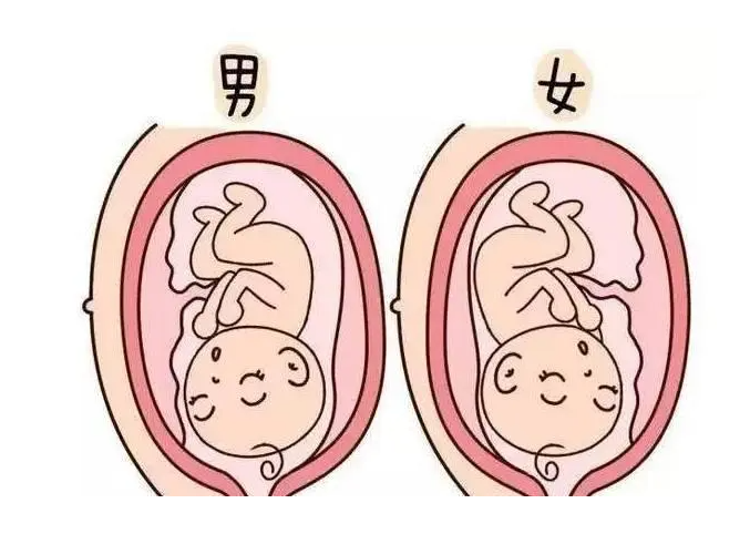 深圳做供卵试管 如何节约在深圳做试管婴儿的费用? ‘b超三个数据怎么看男女’
