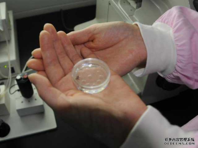广州代孕2021 广州试管成功率高的医院 ‘7周孕囊看男女准确率’