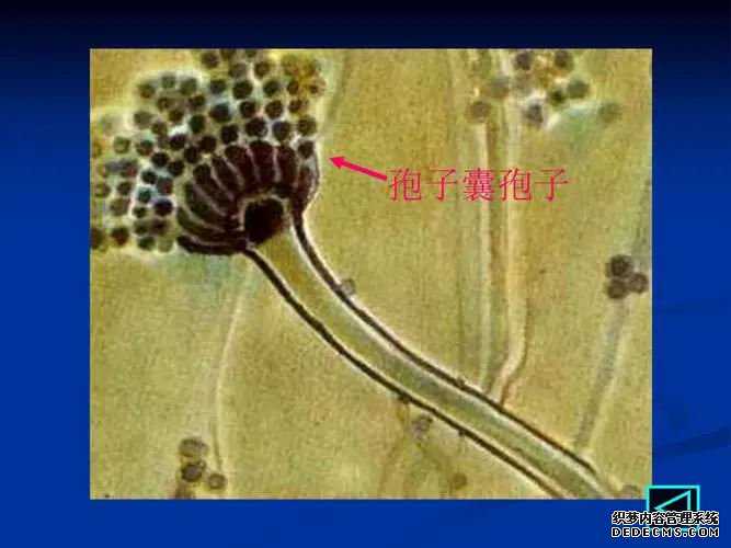 河南去供卵 河南省2020年二胎政策说明 ‘怀男宝宝早期有什么特征最准’