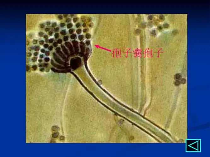 锦州试管供卵 锦州做试管怎么样?对身体伤害更小的秘诀 ‘3个月彩超怎么看男孩女孩三个月的彩超’