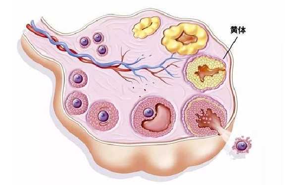 潍坊供卵试管 潍坊做试管成功率高,医院设备技术均有保障! ‘怎么用尿液和酒精自测男女’