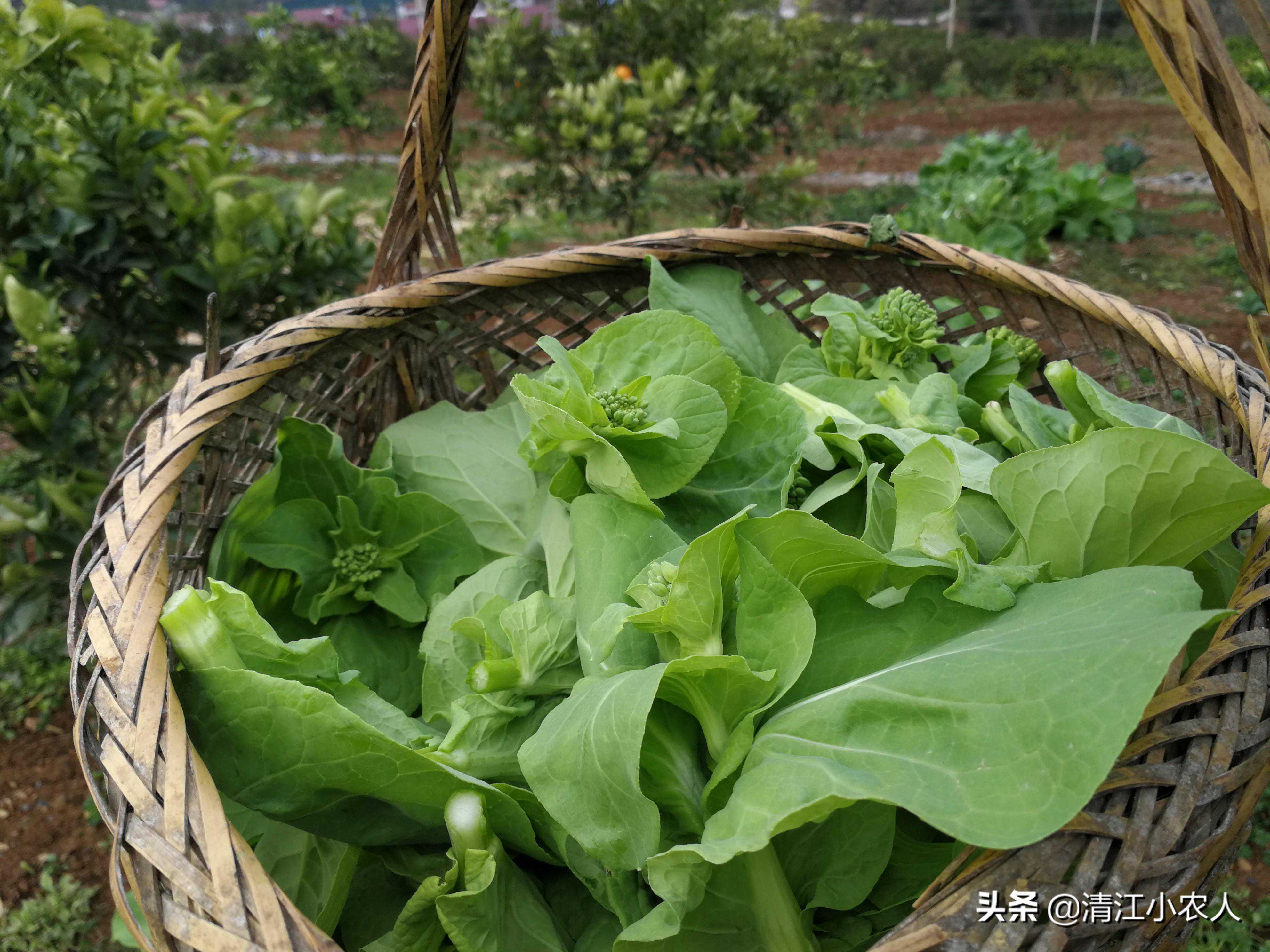 婴儿吐奶因及处理